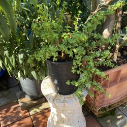 Plant For Sale