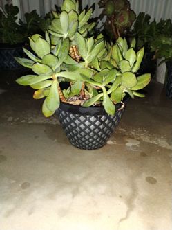 Succulents