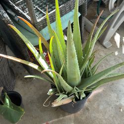 Aloe Vera 