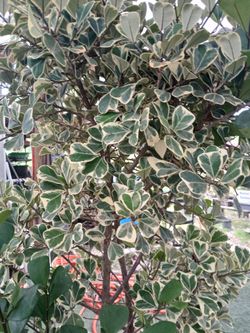 Variegated Ficus Tree $45