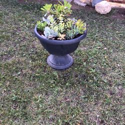 Maseta Con Diferentes Plantas $30