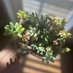 Heart Succulent Arrangement 