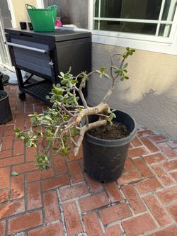 Jade Plant - Succulent 15 Gallon