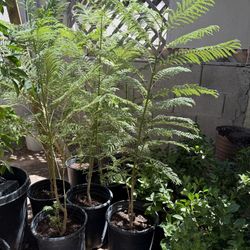 Jacaranda Trees In 5 Gallón 3 F The Tall $40 Each Price Firm