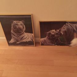 2—-white Tiger Pictures 