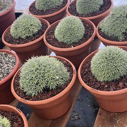 Brevifolia In 8” Pots $35 Each 