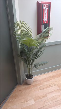 FREE PLANT AND POT