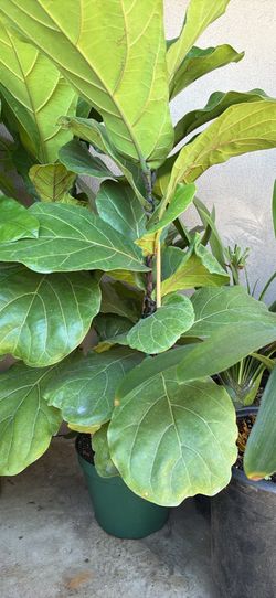 Ficus lyrata