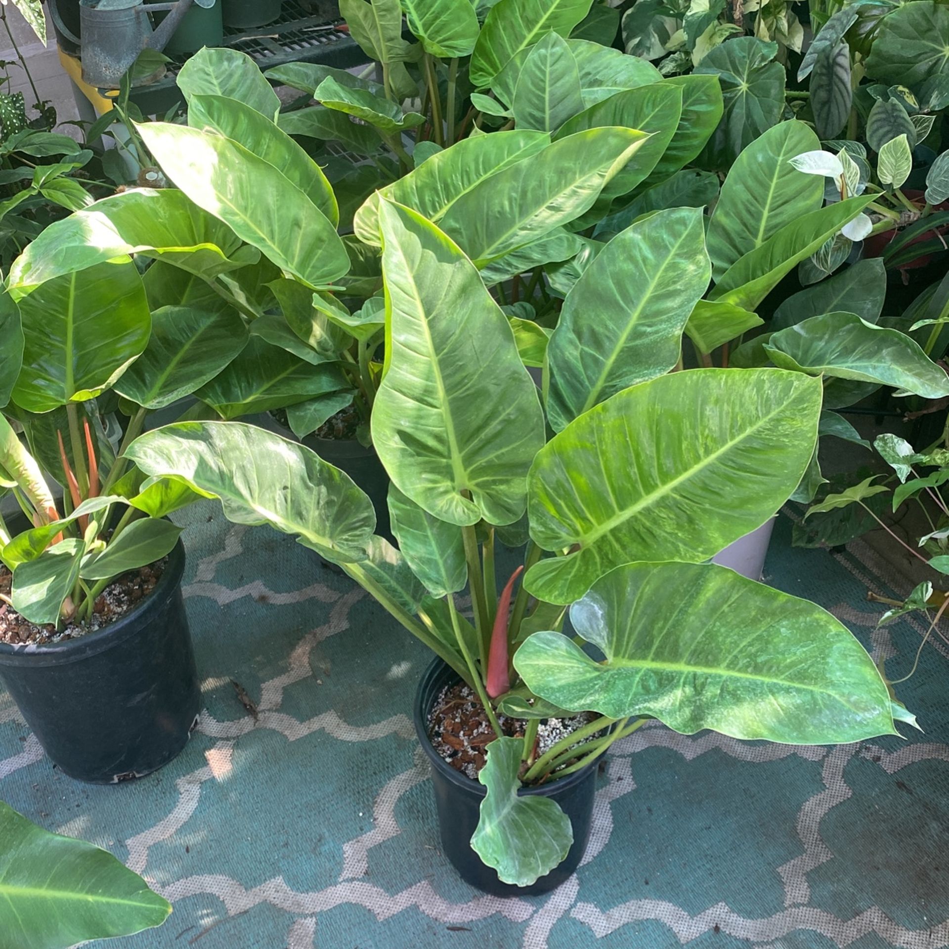 pothos golden plant Golden Pothos Epipremnum Aureum main image 1