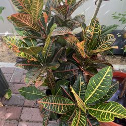 Croton Plants