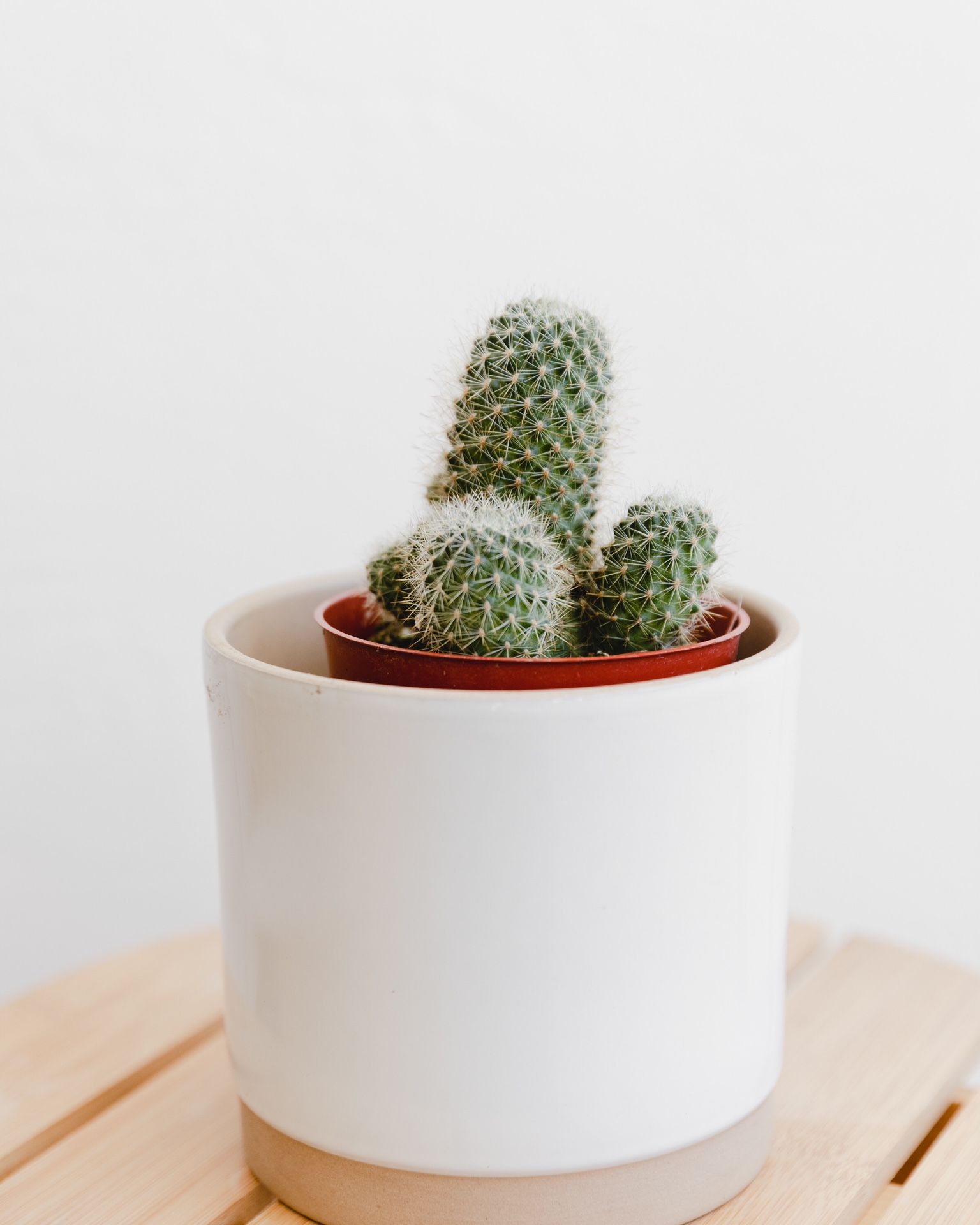 Cluster cacti - 3 available