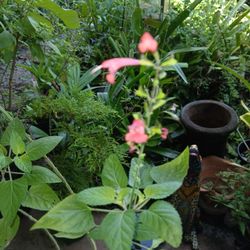 Rare Native Salvia Landscape Plant