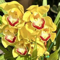 Cascading Cymbidium Orchid 10” Pot With 8 Spikes Flower 