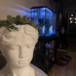 Succulents Assorted Decorative Arrangements