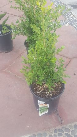 Boxwood