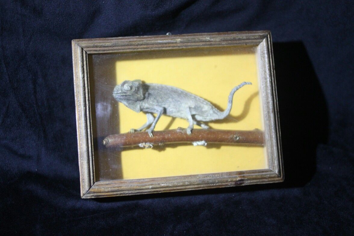 Chameleon Taxidermy Mount