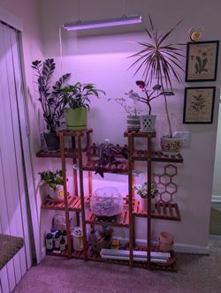 House Plants Set Up