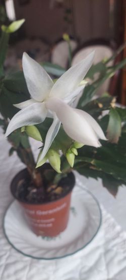 White Ester-Christmas Cactus