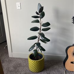 Ficus Rubber Plant