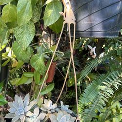 Hanging Basket Succulent Plant Live Available 