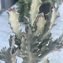 Ghost Cactus Euphorbia Lactea