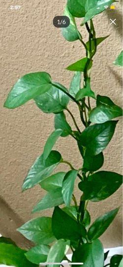 Triple Strand Vertical POTHOS