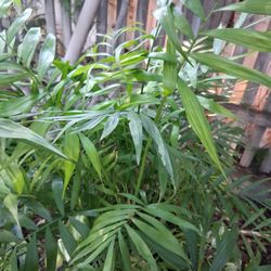 NICE PLANT EVERYTHING FOR $20 PICK UP IN SUN VALLEY 