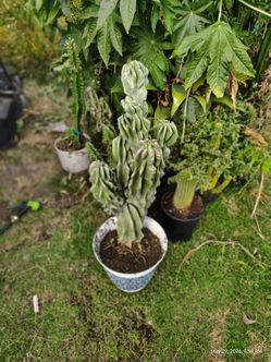 Monstroses apple cactus plant