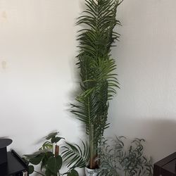 Plant decor