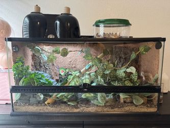 Leopard Gecko + Complete 40 gal Terrarium Setup