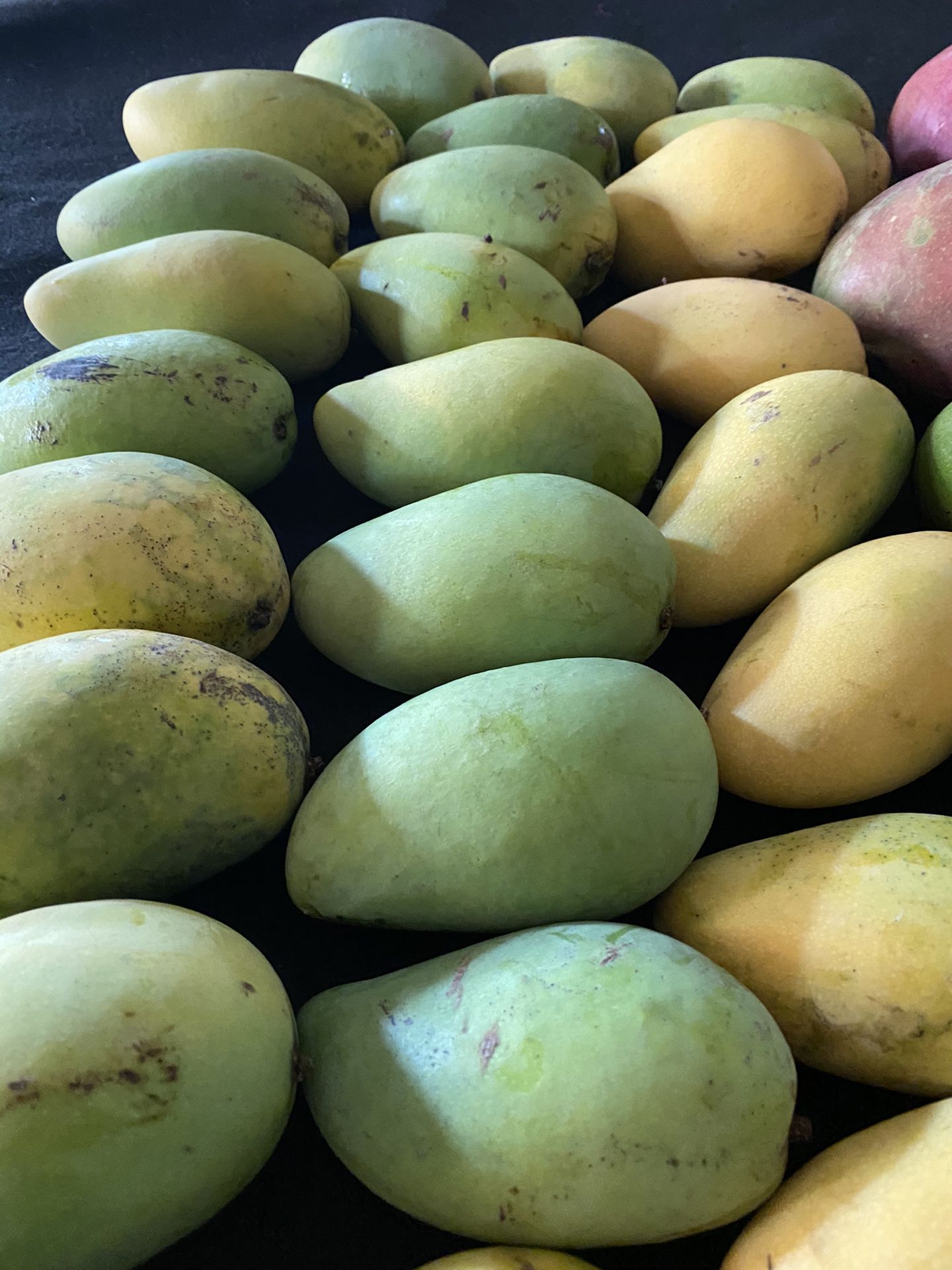 15 Carabao Mango -Philippines Mango. reputed internationally for its sweetness and exotic taste.