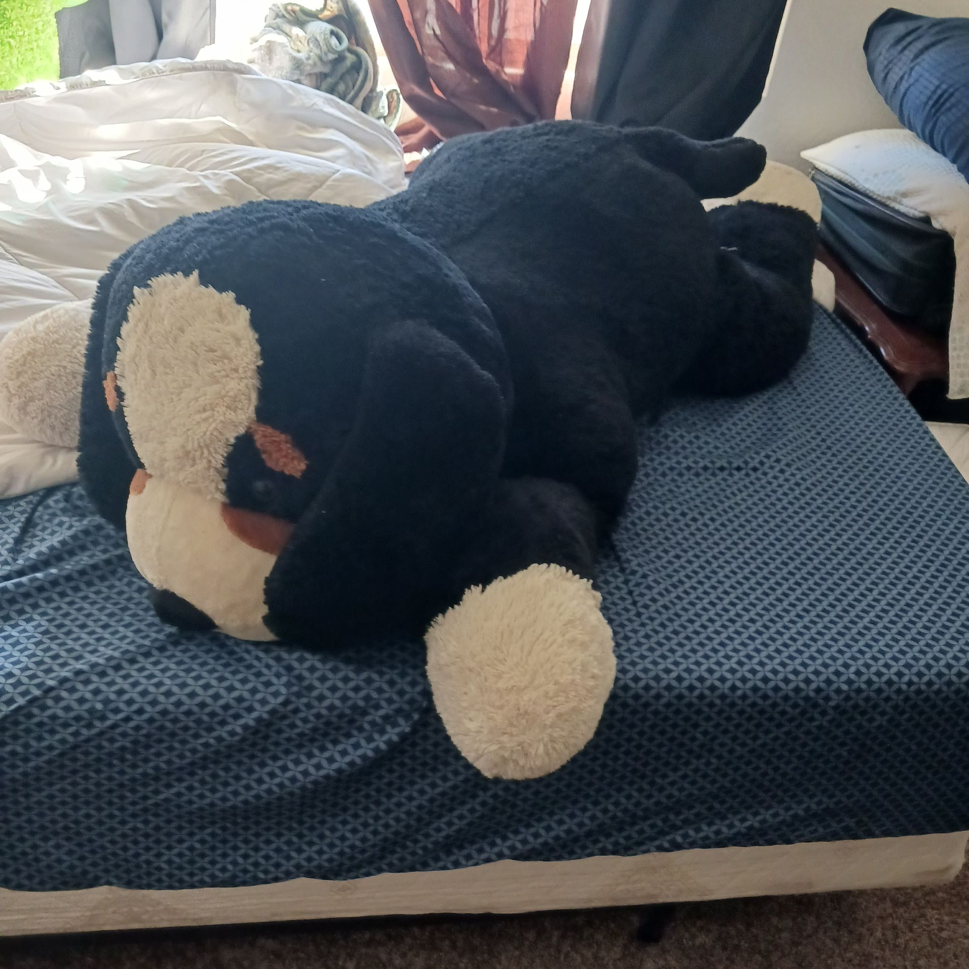 Very big clean new dog Teddy Bear Asking $45 firm cash must pick up Broadway and apache buckeye az walmart wants $109 for their big Teddy bears