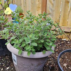 🌿 Catmint (Nepeta) – For Sale 🌿