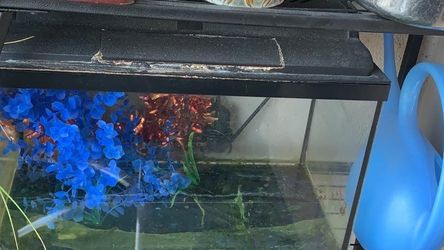10 Gallon Fish Tank