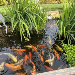 Pond & Fountain Help