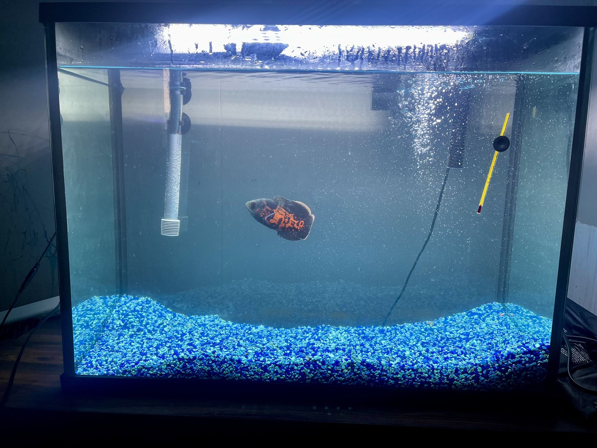 37 Gal fish tank
