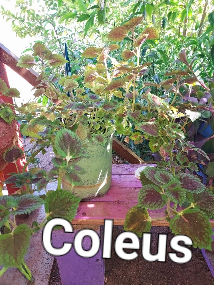 Plants For Sale,please Ask For Prices.