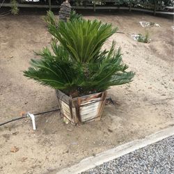 Sago Palm