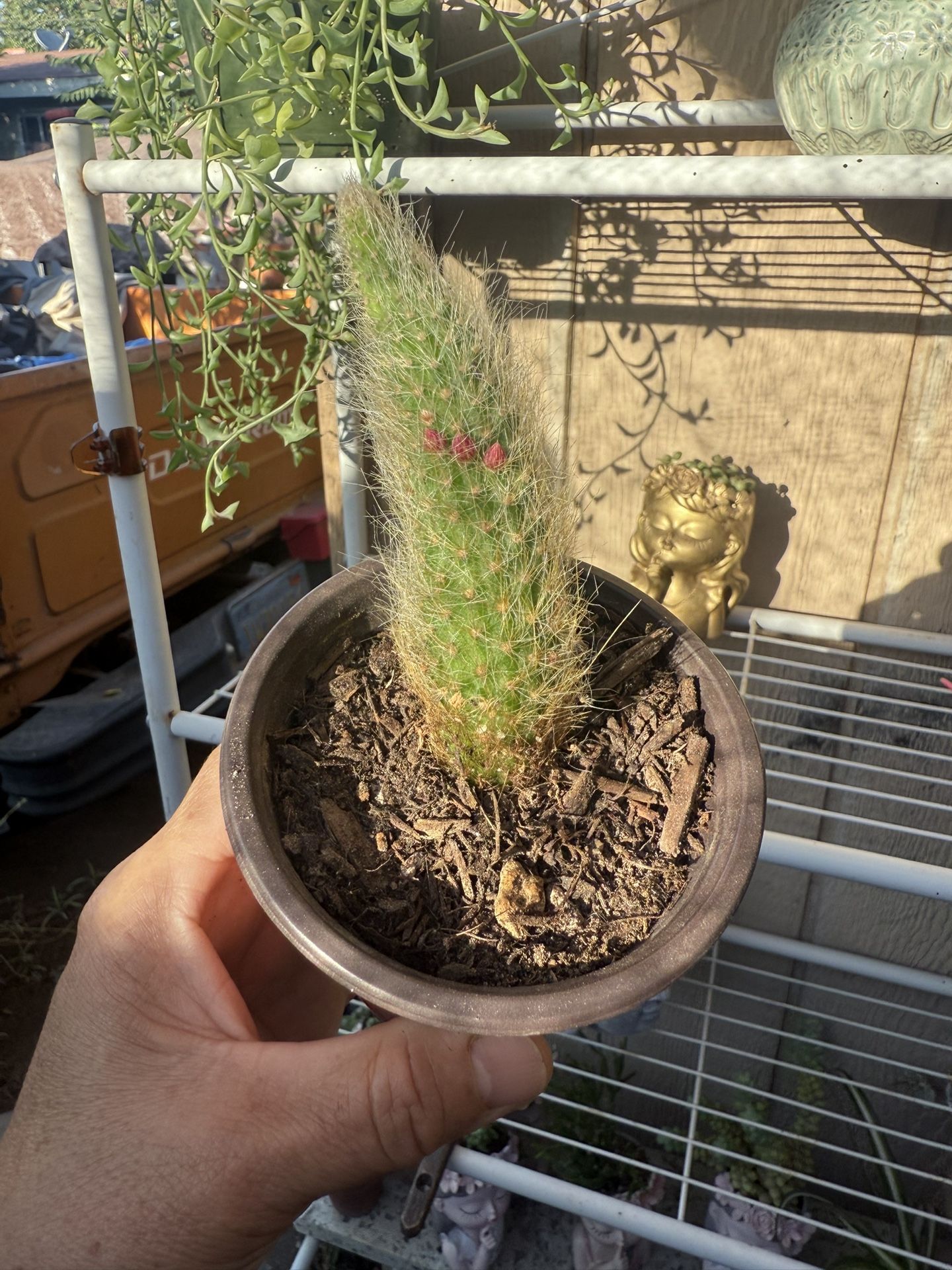Monkey Tail Cactus
