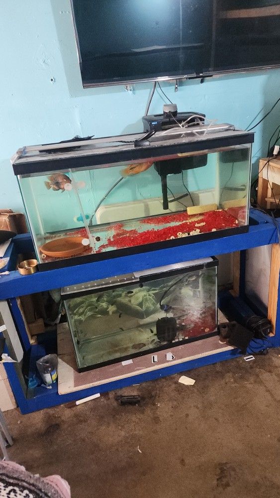 Fish Tank 