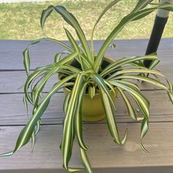 Spaider Plant With Ceramic Pot 