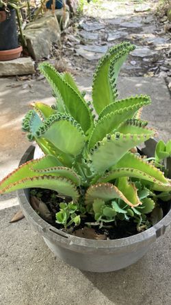 Mother of millions
