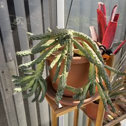Cacti, Cactus, Succulent 