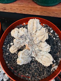 Astrophytum crest