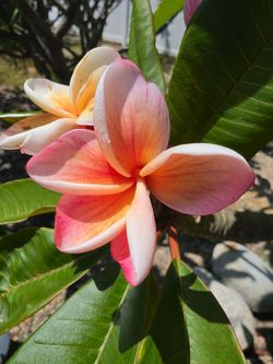 Plumeria Kimo Cutting Multiple Tips