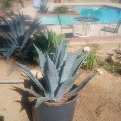 Blue Agave,Foxtail,Agaves,  And Many More Naturally Grown 