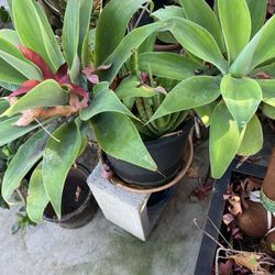 Plants Agaves Drought Tolerant 