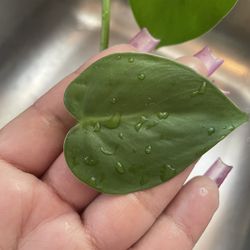 Heart Shaped Leaf Plant One Cutting And Vase - 2$