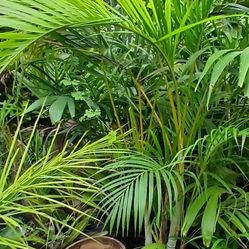 Large Areca Palm Landscape Plant 7 Gallon Pot