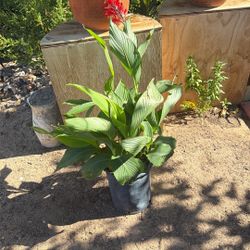 Red Canna Lily